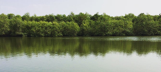 Nu Skin Seacology 2016 Mangroves Nu Skin partners with Seacology to preserve fragile environments and provide economic opportunity in Sri Lanka.